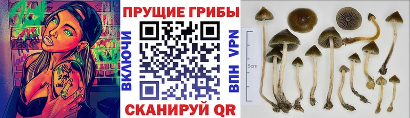 Купить  Светлогорск  Галлюциногенные грибы мухоморы 